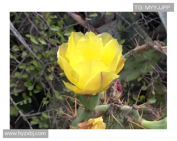 海南足球星崛起:年轻球员带领海南足球走向新辉煌的未来展望 海南足球星崛起:年轻球员带领海南足球走向新辉煌的未来展望